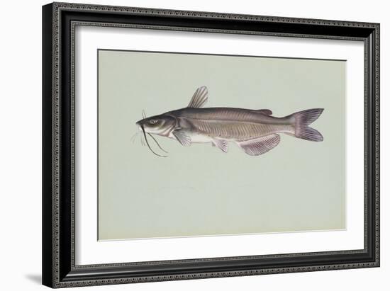 Channel Catfish-null-Framed Giclee Print