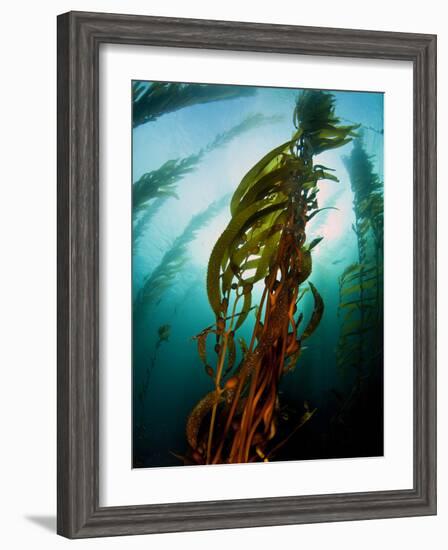 Channel Islands National Park, California: the View Underwater Off Anacapa Island of a Kelp Forest-Ian Shive-Framed Photographic Print