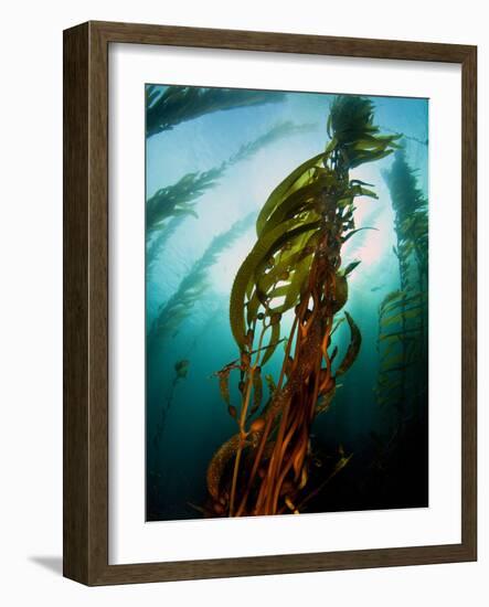 Channel Islands National Park, California: the View Underwater Off Anacapa Island of a Kelp Forest-Ian Shive-Framed Photographic Print