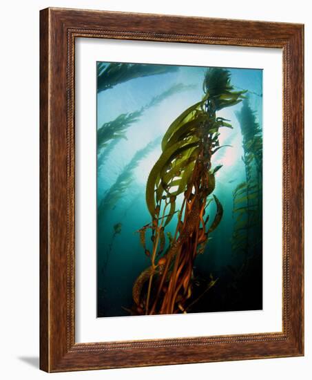 Channel Islands National Park, California: the View Underwater Off Anacapa Island of a Kelp Forest-Ian Shive-Framed Photographic Print