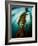 Channel Islands National Park, California: the View Underwater Off Anacapa Island of a Kelp Forest-Ian Shive-Framed Photographic Print