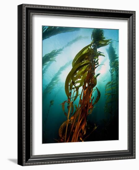 Channel Islands National Park, California: the View Underwater Off Anacapa Island of a Kelp Forest-Ian Shive-Framed Photographic Print