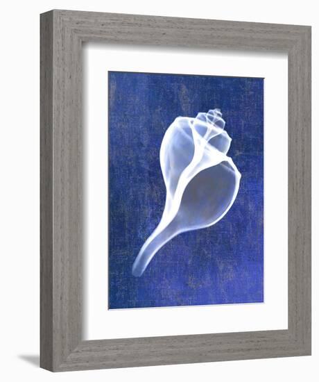 Channelled Whelk (indigo)-Bert Myers-Framed Art Print