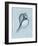 Channelled Whelk (light blue)-Bert Myers-Framed Art Print