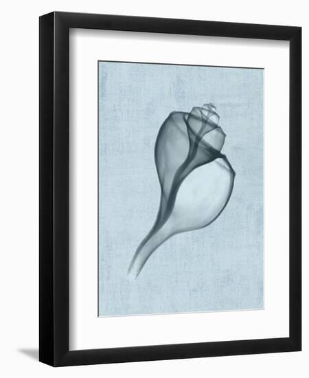 Channelled Whelk (light blue)-Bert Myers-Framed Art Print
