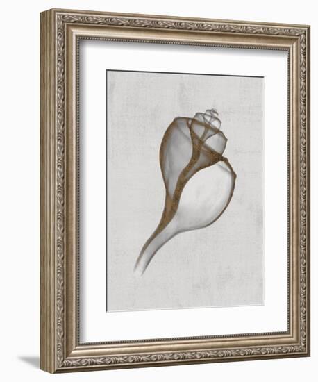 Channelled Whelk-Bert Myers-Framed Art Print