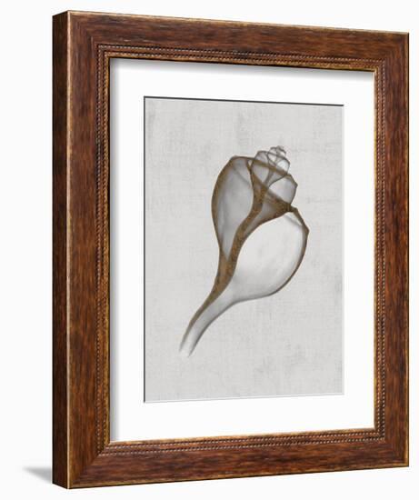 Channelled Whelk-Bert Myers-Framed Art Print