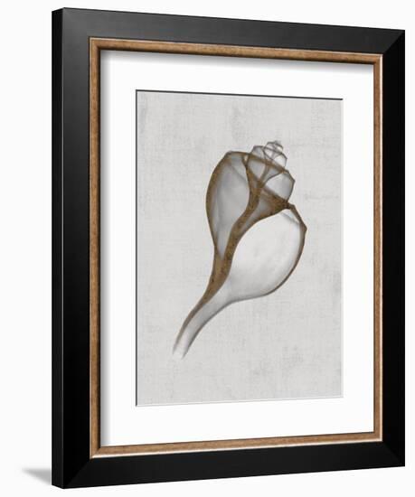 Channelled Whelk-Bert Myers-Framed Art Print