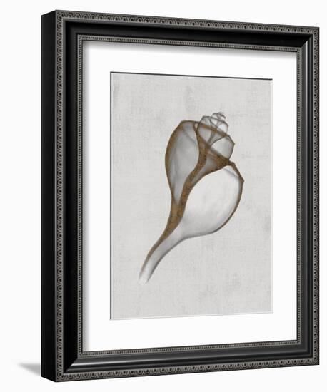 Channelled Whelk-Bert Myers-Framed Art Print