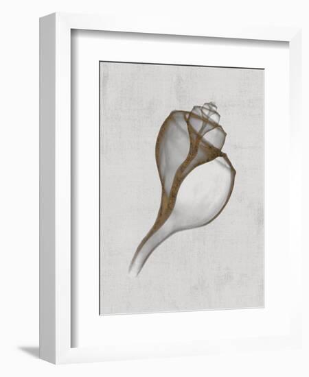 Channelled Whelk-Bert Myers-Framed Art Print