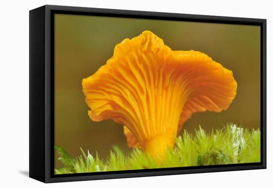 Chanterelle fungi showing gills on underside, Scotland-Laurie Campbell-Framed Premier Image Canvas