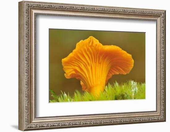 Chanterelle fungi showing gills on underside, Scotland-Laurie Campbell-Framed Photographic Print