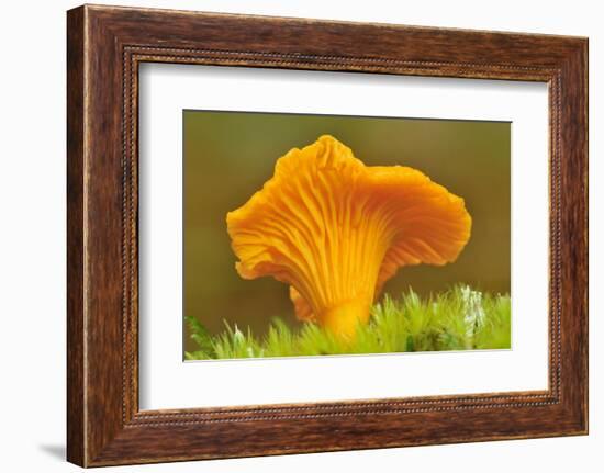 Chanterelle fungi showing gills on underside, Scotland-Laurie Campbell-Framed Photographic Print