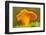 Chanterelle fungi showing gills on underside, Scotland-Laurie Campbell-Framed Photographic Print