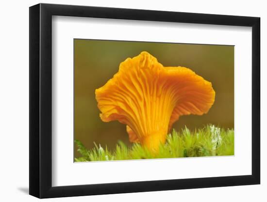 Chanterelle fungi showing gills on underside, Scotland-Laurie Campbell-Framed Photographic Print