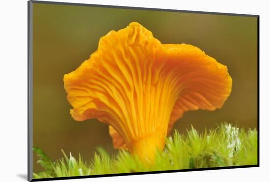 Chanterelle fungi showing gills on underside, Scotland-Laurie Campbell-Mounted Photographic Print