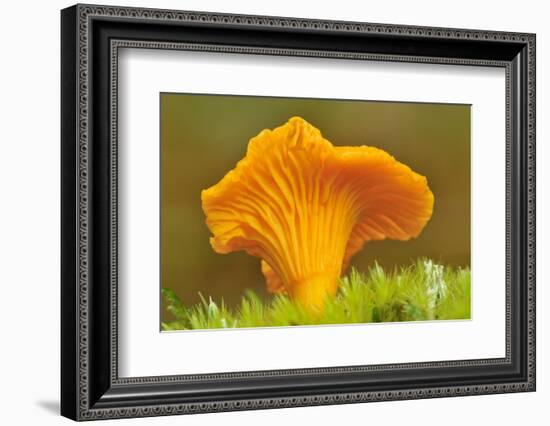Chanterelle fungi showing gills on underside, Scotland-Laurie Campbell-Framed Photographic Print
