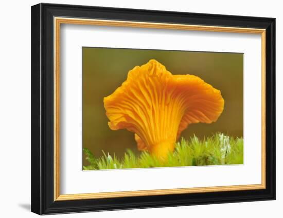 Chanterelle fungi showing gills on underside, Scotland-Laurie Campbell-Framed Photographic Print