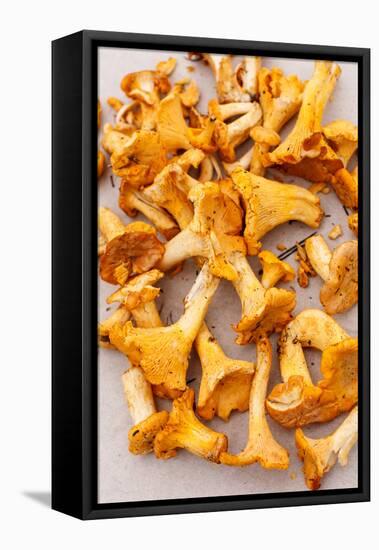 Chanterelle Mushrooms-maksheb-Framed Premier Image Canvas