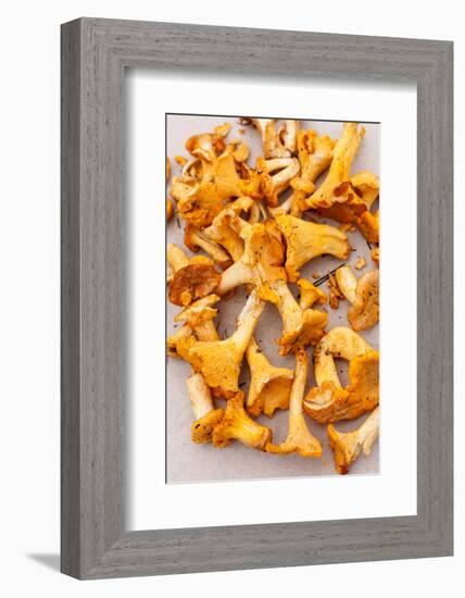 Chanterelle Mushrooms-maksheb-Framed Photographic Print