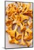 Chanterelle Mushrooms-maksheb-Mounted Photographic Print