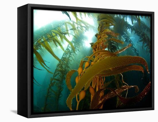 Chanthe View Underwater Off Anacapa Island of a Kelp Forest.-Ian Shive-Framed Premier Image Canvas