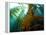 Chanthe View Underwater Off Anacapa Island of a Kelp Forest.-Ian Shive-Framed Premier Image Canvas