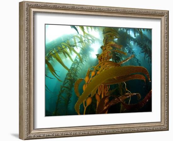 Chanthe View Underwater Off Anacapa Island of a Kelp Forest.-Ian Shive-Framed Photographic Print