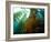 Chanthe View Underwater Off Anacapa Island of a Kelp Forest.-Ian Shive-Framed Photographic Print