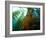 Chanthe View Underwater Off Anacapa Island of a Kelp Forest.-Ian Shive-Framed Photographic Print