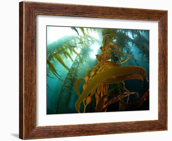 Chanthe View Underwater Off Anacapa Island of a Kelp Forest.-Ian Shive-Framed Photographic Print