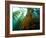 Chanthe View Underwater Off Anacapa Island of a Kelp Forest.-Ian Shive-Framed Photographic Print