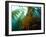 Chanthe View Underwater Off Anacapa Island of a Kelp Forest.-Ian Shive-Framed Photographic Print