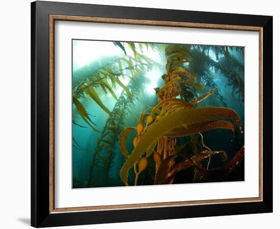 Chanthe View Underwater Off Anacapa Island of a Kelp Forest.-Ian Shive-Framed Photographic Print