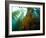 Chanthe View Underwater Off Anacapa Island of a Kelp Forest.-Ian Shive-Framed Photographic Print