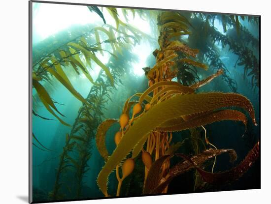 Chanthe View Underwater Off Anacapa Island of a Kelp Forest.-Ian Shive-Mounted Photographic Print