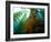 Chanthe View Underwater Off Anacapa Island of a Kelp Forest.-Ian Shive-Framed Photographic Print