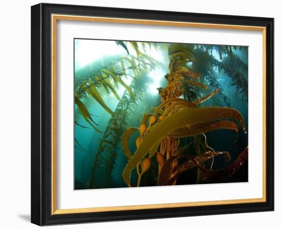 Chanthe View Underwater Off Anacapa Island of a Kelp Forest.-Ian Shive-Framed Photographic Print