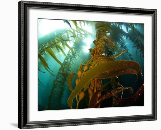 Chanthe View Underwater Off Anacapa Island of a Kelp Forest.-Ian Shive-Framed Photographic Print