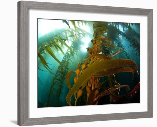 Chanthe View Underwater Off Anacapa Island of a Kelp Forest.-Ian Shive-Framed Photographic Print