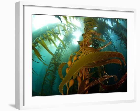 Chanthe View Underwater Off Anacapa Island of a Kelp Forest.-Ian Shive-Framed Photographic Print