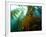 Chanthe View Underwater Off Anacapa Island of a Kelp Forest.-Ian Shive-Framed Photographic Print