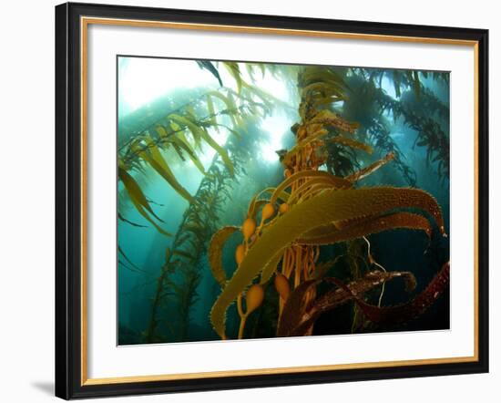 Chanthe View Underwater Off Anacapa Island of a Kelp Forest.-Ian Shive-Framed Photographic Print