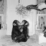 Chimpanzees of Bertram Mills Circus, 1955-Chapman-Framed Premier Image Canvas