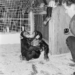 Chimpanzees of Bertram Mills Circus, 1955-Chapman-Mounted Photographic Print