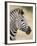 Chapman's Zebra (Plains Zebra) (Equus Burchelli Antiquorum), Kruger National Park, South Africa, Af-James Hager-Framed Photographic Print