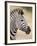 Chapman's Zebra (Plains Zebra) (Equus Burchelli Antiquorum), Kruger National Park, South Africa, Af-James Hager-Framed Photographic Print