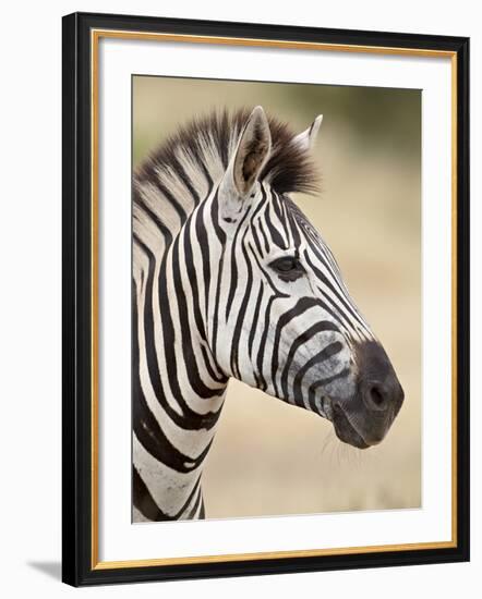 Chapman's Zebra (Plains Zebra) (Equus Burchelli Antiquorum), Kruger National Park, South Africa, Af-James Hager-Framed Photographic Print