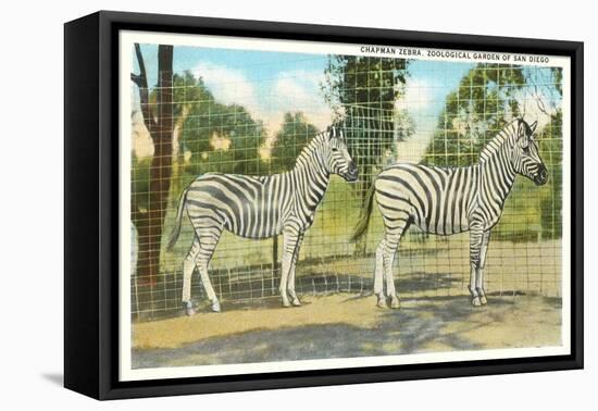 Chapman Zebras, San Diego Zoo-null-Framed Stretched Canvas