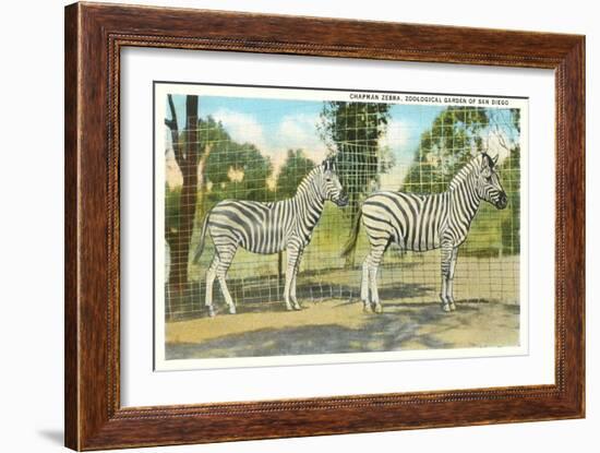 Chapman Zebras, San Diego Zoo-null-Framed Art Print